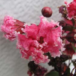 lagerstroemia indica berlingot menthe